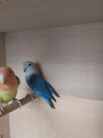 Agapornis roseicollie bewezen koppel, Dieren en Toebehoren, Vogels | Parkieten en Papegaaien, Geringd