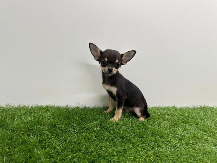 Kortharige Chihuahua pups - kleine taille, Dieren en Toebehoren, Honden | Chihuahua's en Gezelschapshonden, Reu, Chihuahua, Fokker | Professioneel
