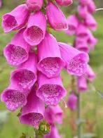Digitalis Purpurea, Enlèvement