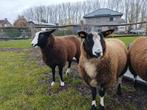 JONGE OOIEN, Dieren en Toebehoren, Vrouwelijk, Schaap, 0 tot 2 jaar