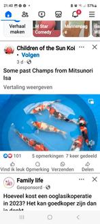 Gezocht showa kindai koi., Dieren en Toebehoren