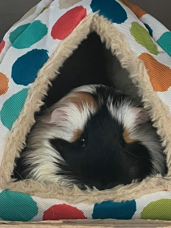 Te koop, Dieren en Toebehoren, Knaagdieren, Vrouwelijk, Cavia, April