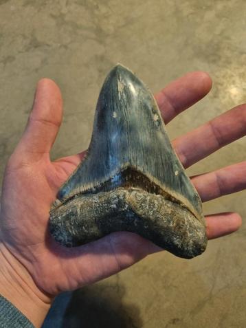 Magnifique dent de mégalodon !, Collections, Enlèvement ou Envoi