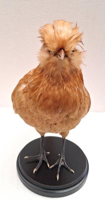 Klein Kipke taxidermie beschikbaar voor biedingen