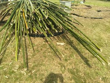 BÂTONNETS DE BAMBOU DE 3 À 7 CM D'ÉPAISSEUR, Enlèvement, Neuf