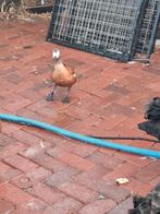 Gezocht grijskop casarca,s in wierden overijssel, Dieren en Toebehoren