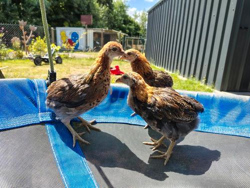 Trio aurocana ( 1 haan, 2 hennen), Dieren en Toebehoren, Pluimvee