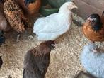 Araucana kippen, Dieren en Toebehoren, Pluimvee