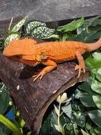 Jonge Baardagaam – Translucent Hypomelanistic Red/Orange