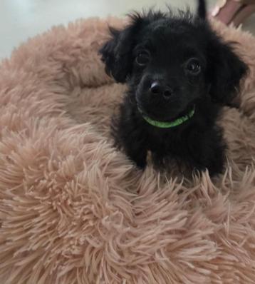 Lieve Cavapoo pup ( dwergpoedel x cavalier beschikbaar voor biedingen