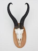 Schedel SPRINGBOK op houten schild - ref. N (gewei), Ophalen of Verzenden, Zo goed als nieuw, Wild dier, Schedel