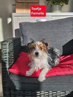 biewer yorkshire pups, Dieren en Toebehoren, Honden | Jack Russells en Terriërs, Yorkshire Terriër, België, 15 weken tot 1 jaar