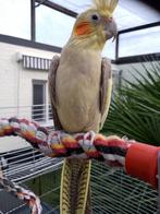 Super  tam en lieve valparkiet  met grote  kooi. o, Dieren en Toebehoren, Vrouwelijk, Tam