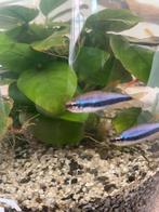 Blauwe konickzalm & fantoomzalm, Dieren en Toebehoren