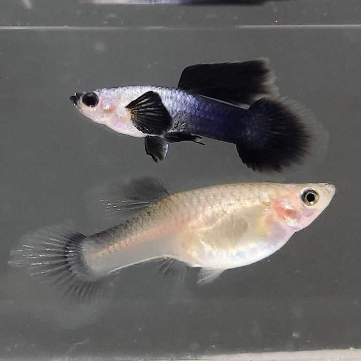 Guppy Panda - Locatie Heerlen NL, Dieren en Toebehoren, Vissen | Aquariumvissen, Zoetwatervis, Vis, Schoolvis