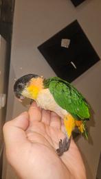 Jonge handtamme zwartkop caique, Dieren en Toebehoren, Vogels | Parkieten en Papegaaien