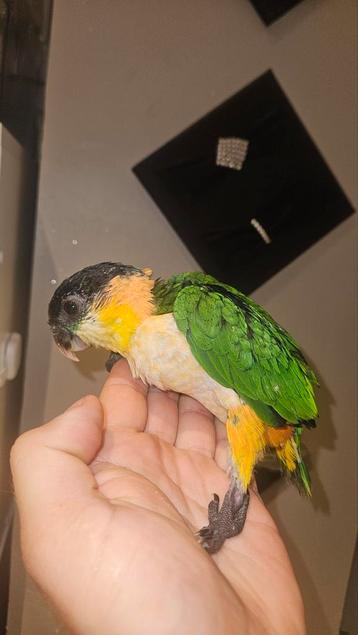 Jonge handtamme zwartkop caique beschikbaar voor biedingen