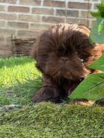 Shih-Tzu pups, België, Overige rassen, CDV (hondenziekte), 8 tot 15 weken