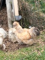 Silkfowl coqs gratuits