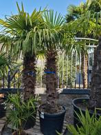 Winterharde palmbomen Trachycarpus Fortunei, Ophalen, Palmboom