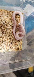 Rattenslang palmetto, Dieren en Toebehoren