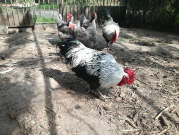 Broedeieren marans zilverzwart zilverblauw beschikbaar voor biedingen