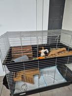 Koppel cavia's zoekt thuis, Ophalen, Zo goed als nieuw, Cavia
