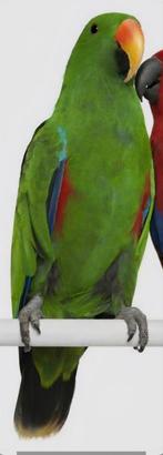 Edelpapegaai van 2024 , vraagprijs €450, Dieren en Toebehoren, Mannelijk, Papegaai, Geringd