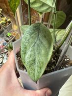 Hoya coriacea silver stek, Huis en Inrichting, Ophalen of Verzenden