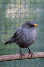 Merel kleurmutatie - grijs pastel 2025 man, Dieren en Toebehoren, Mannelijk, Wildzangvogel, Geringd