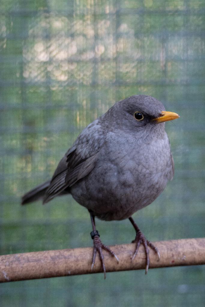 Merel kleurmutatie - grijs pastel 2025 man, Animaux & Accessoires, Oiseaux | Oiseaux Autre, Oiseau chanteur sauvage, Mâle, Bagué