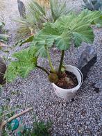 Planten, Tuin en Terras, Planten | Tuinplanten, Ophalen
