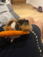Caviazeugjes en gecastreerde beer, Dieren en Toebehoren, Meerdere dieren, Cavia