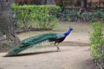 Blauwe pauw hanen op kleur