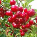 Kriek ‘Kelleris’, Ophalen, Overige soorten