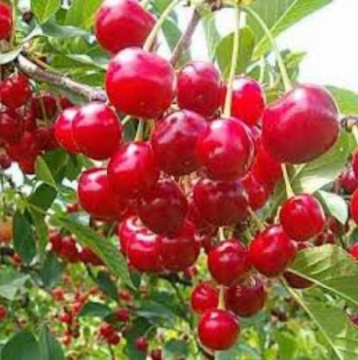 Kriek ‘Kelleris’, Tuin en Terras, Planten | Fruitbomen, Overige soorten, Ophalen