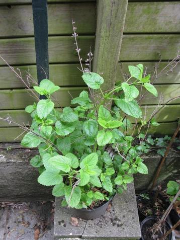Plant de mélisse (herbe aromatique) beschikbaar voor biedingen