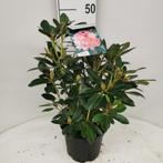 RHODODENDRONS DE TOUTES TAILLES. À PARTIR DE 3,00€, Jardin & Terrasse, Plantes | Arbustes & Haies, Enlèvement ou Envoi, Rhododendron