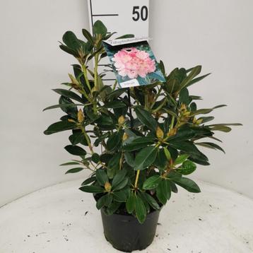 RHODODENDRONS DE TOUTES TAILLES. À PARTIR DE 3,00€ disponible aux enchères