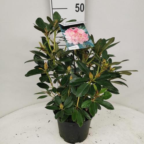 RHODODENDRONS DE TOUTES TAILLES. À PARTIR DE 3,00€, Jardin & Terrasse, Plantes | Arbustes & Haies, Arbuste, Rhododendron, Moins de 100 cm