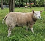Twee stevige Texelrammen, Dieren en Toebehoren, Schapen, Geiten en Varkens