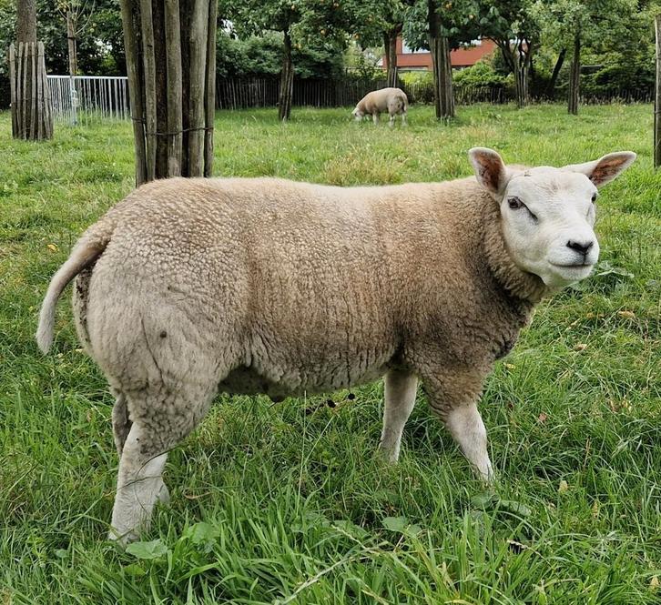 Twee stevige Texelrammen, Dieren en Toebehoren, Schapen, Geiten en Varkens
