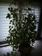 Kamerplant  Epipremnum Royal Queen Drakenklimop, Ombre partielle, En pot, Plante verte, 200 cm ou plus