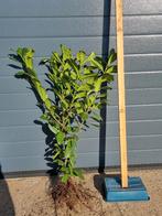 Laurier / Prunus laurocerasus Novita 60/80 cm, Enlèvement, Laurier, Haie, Moins de 100 cm