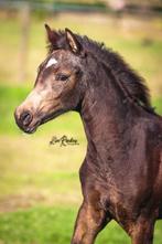 Sjiek nrps valk E merrieveulen, Animaux & Accessoires, Poneys, Poney de dressage, Ne s'applique pas, 0 à 2 ans, Jument