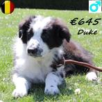 "Duke & Dax" Australische Herders - te koop, Dieren en Toebehoren, Honden | Herdershonden en Veedrijvers, België, 15 weken tot 1 jaar