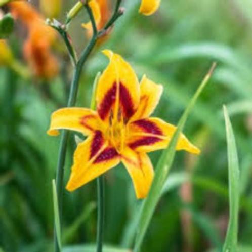 Hémérocalle jaune - pot 19 cm, Tuin en Terras, Planten | Tuinplanten, Vaste plant, Overige soorten, Volle zon, Zomer, Ophalen