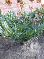 Laurierstruikjes, Ophalen, Laurier, Struik, Minder dan 100 cm