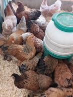 POULES Brahma tous couleurs ACTION 4+1 GRATUITE 0499/082381, Femelle, Poule ou poulet