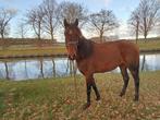 hele lieve merrie, Dieren en Toebehoren, Paarden, Zadelmak, 3 tot 6 jaar, 160 tot 165 cm, Recreatiepaard